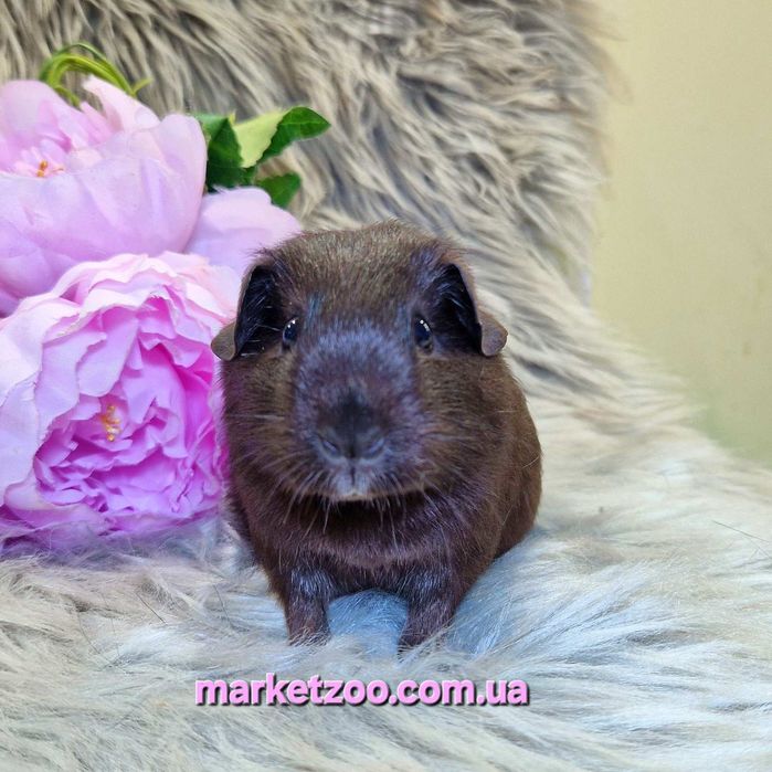 Морська свинка,морські свинки,англ. Селф, чорна, морские свинки, морск