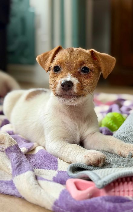 suczka Jack Russell terrier ZKWP/FCI po championach
