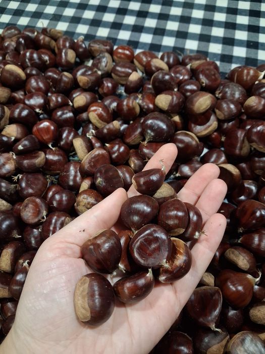 Castanhas médias novas