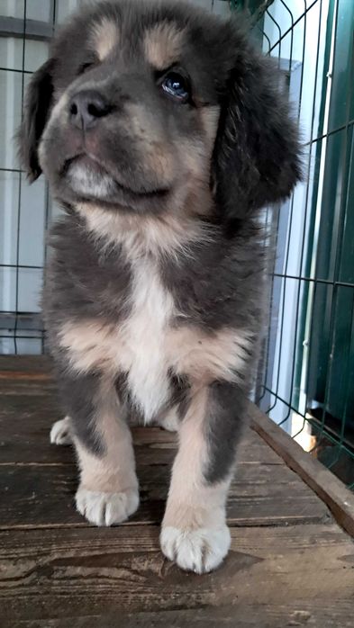 Тибетського мастифа цуценята продаж