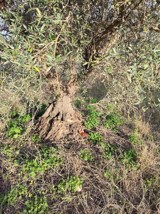 Oliveiras centenárias