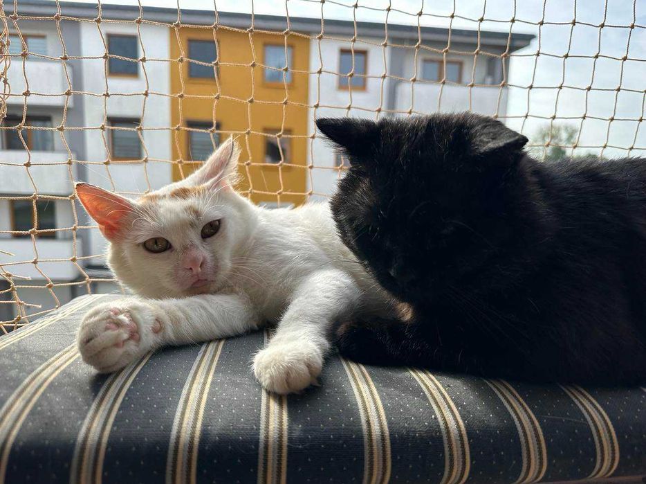 Kubuś szuka swojego domu