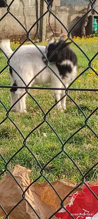 Cabras anás machos, um branco e outro castanho