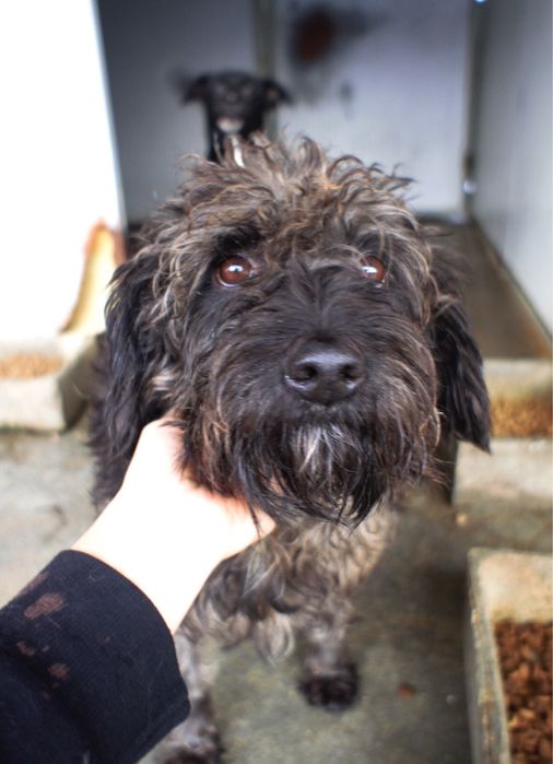 Black - cão para adoção