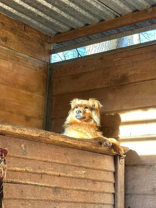 Dostojny Rames - szuka domu!