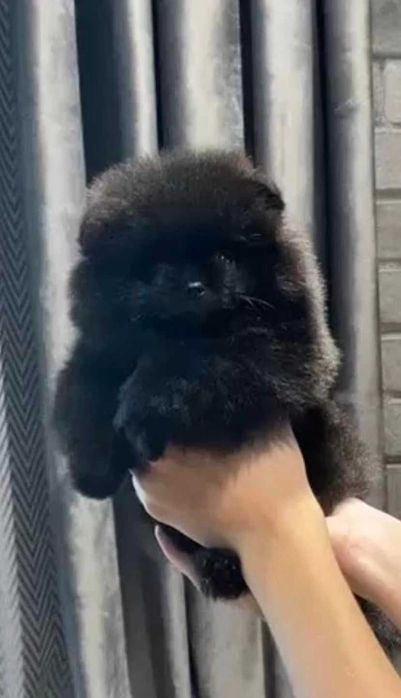 Spitz Alemão Anão e/ou Lulu da Pomerânia  FEMEA BLACK com   LOP E AFIXO