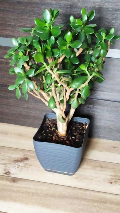 Продам денежное дерево, крассулу, толстянку