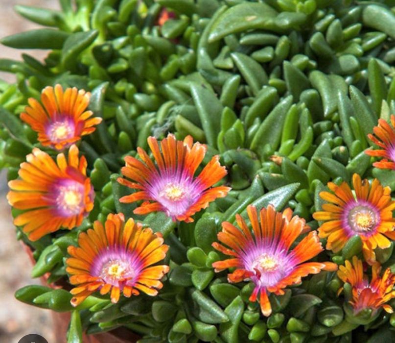 Делосперма очіток почвопокривний