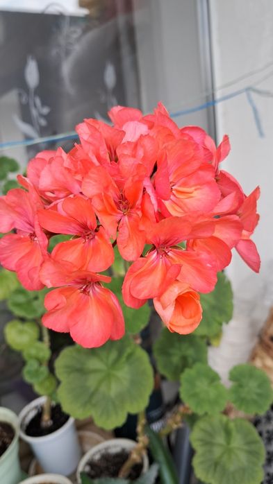 Вазони  для дому