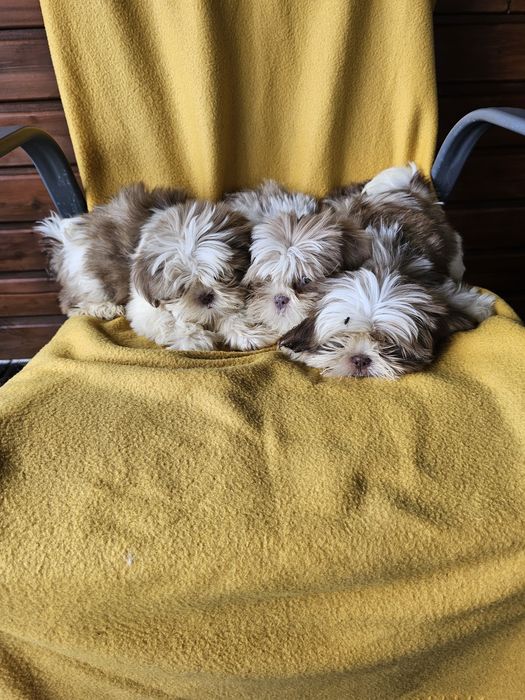 Szczeniaki shih tzu