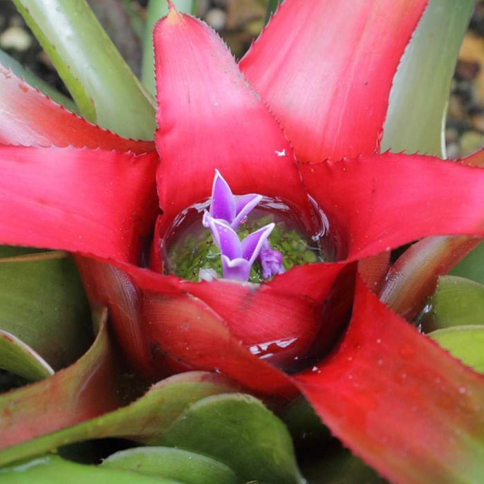Planta Neoregelia Freddy