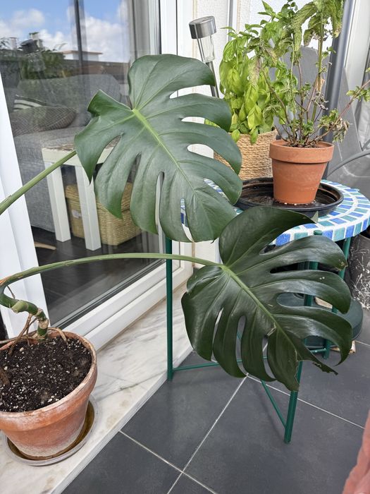 Planta Monstera Costela de Adao