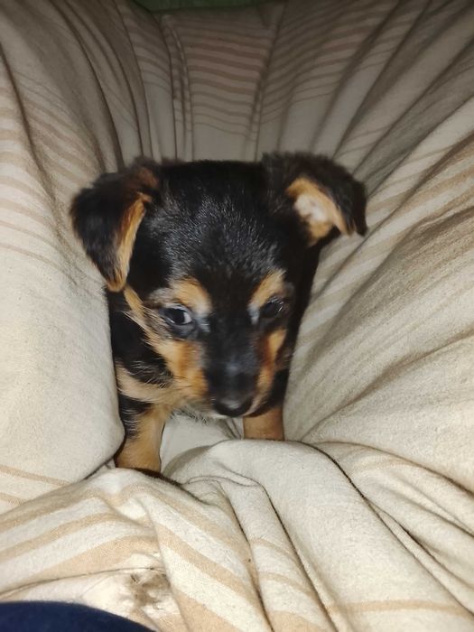 Oddam za darmo szczeniaczki