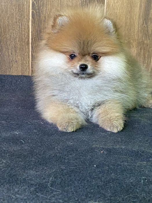 Померанський шпіц