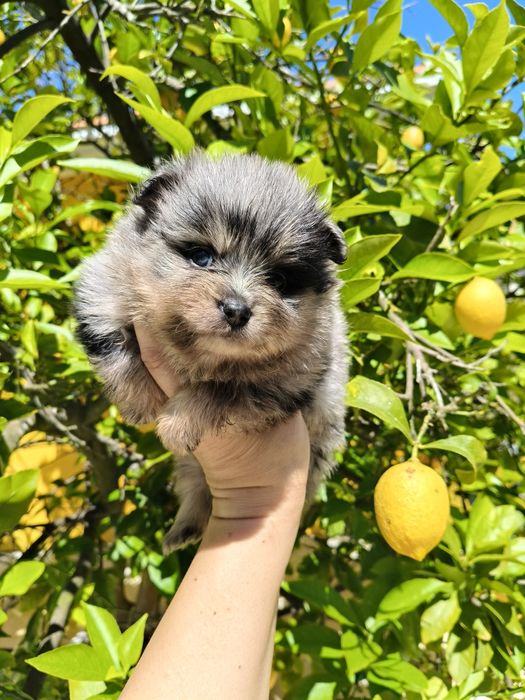 Spitz alemão Merle menina