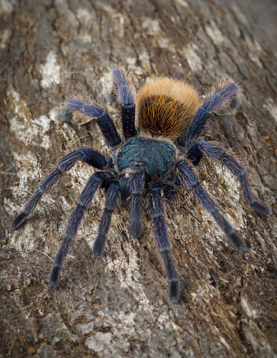Chromatopelma cyaneopubescens/ Ptaszniki / Pająki .