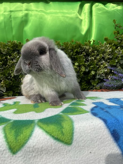 Бронь.NHD.Карликові кролики,висловухі баранч