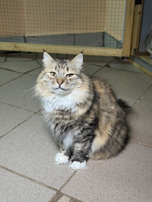 Котейки в дар хорошим людям