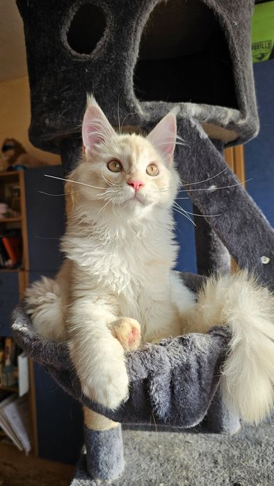 Котёнок,  котик породы мейн-кун