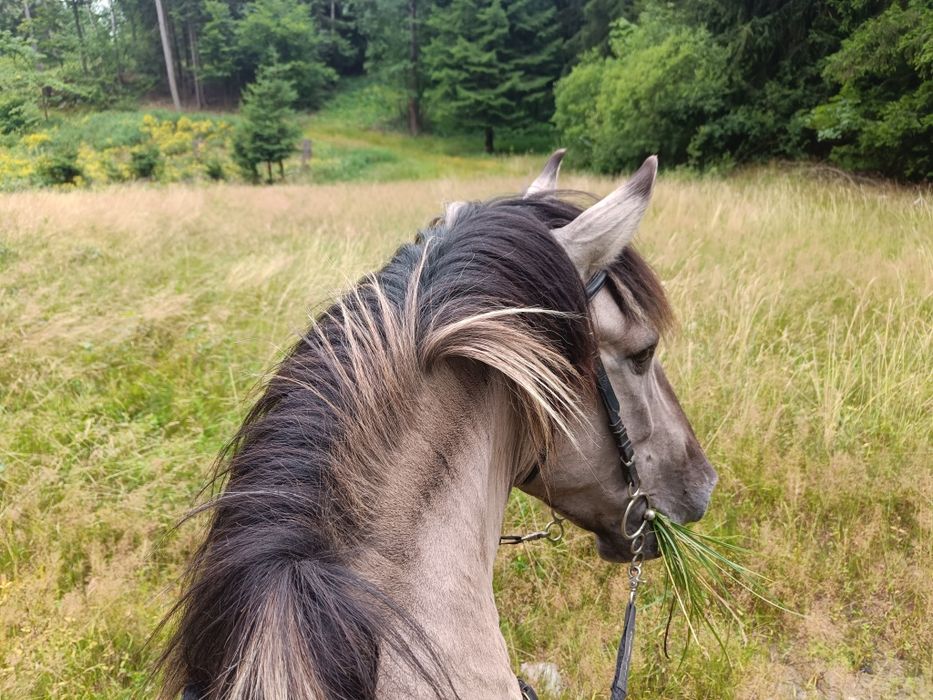 Współdzierżawa konia
