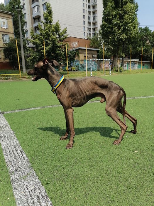 Левретка. Вязка Кобель