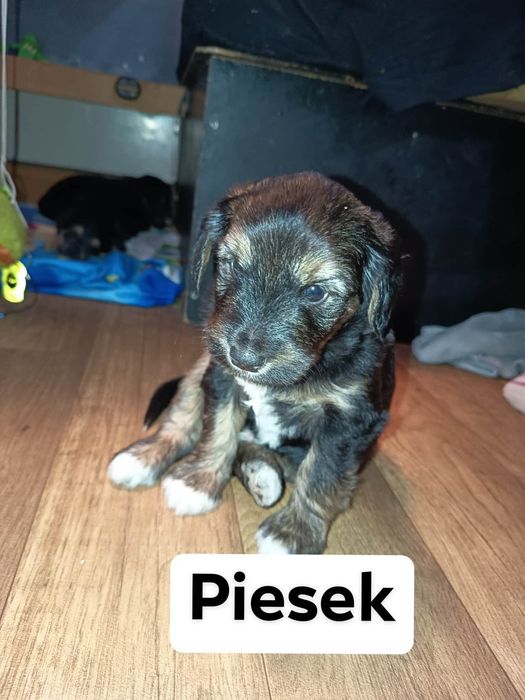 Kochane i urocze szczeniaki