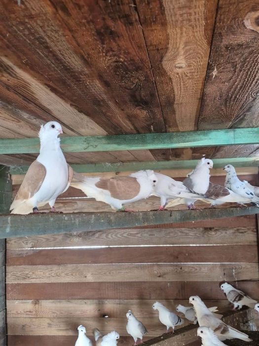 Gołębie rasowe mewki