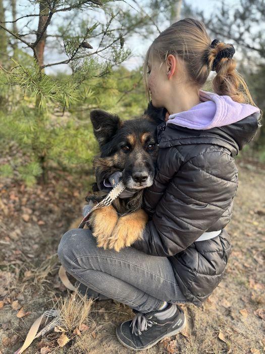 Hades - piękny owczarek niemiecki do adopcji!