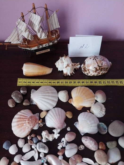 Ракушки  мушлі морські, океанічні. Камни, камешки
