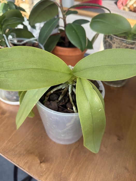 Продам орхідею Tying shin blue joy ( Блю джой)