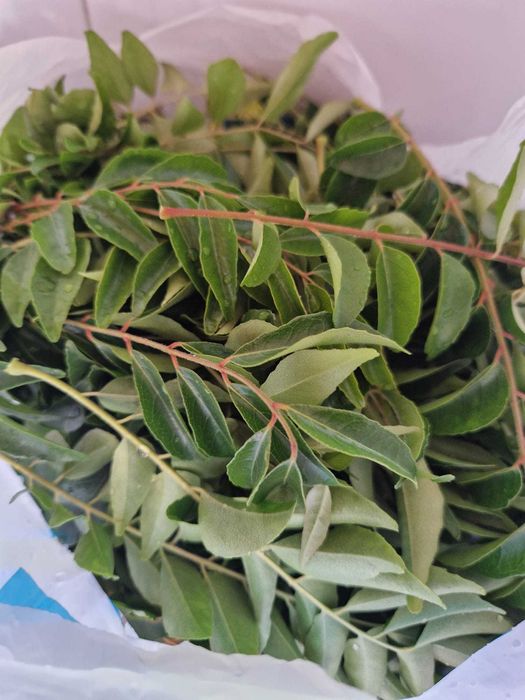 Folhas de Caril Frescas