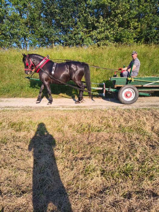 Klacz Śląska kara