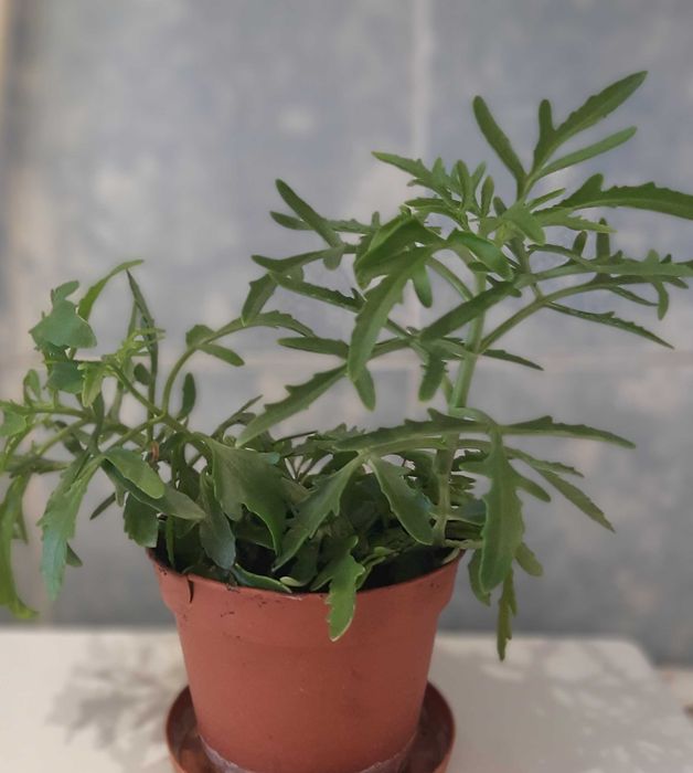 Цветок Каланхое "Оленьи рога"