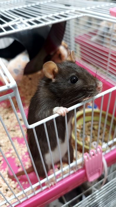 Передержка гостиница животных 24 / 7 г. Киев перетримка от 75 грн