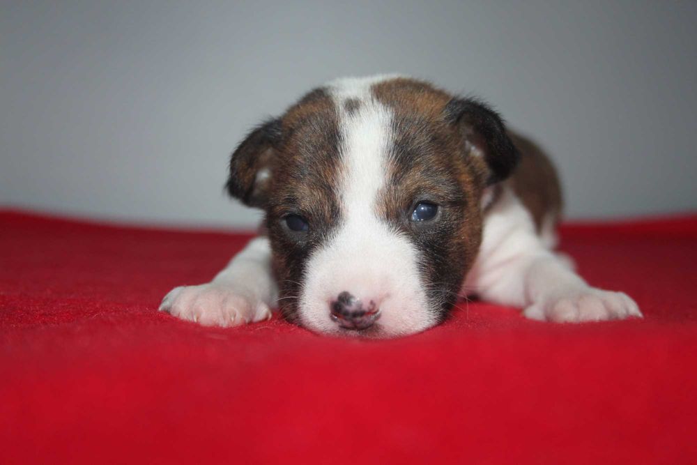 Цуценята басенджі для тебе.