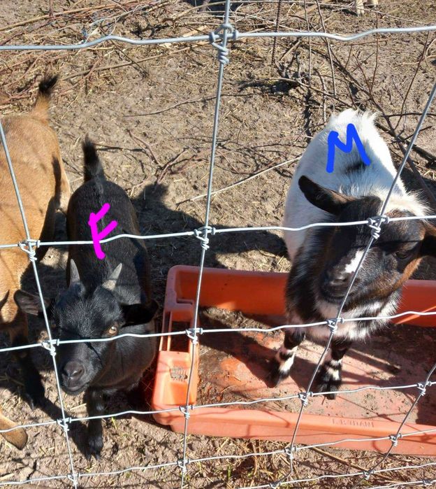 Casal cabritos anões