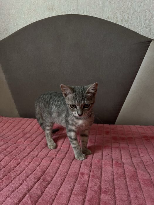 Кошеня (киця) в хороші руки