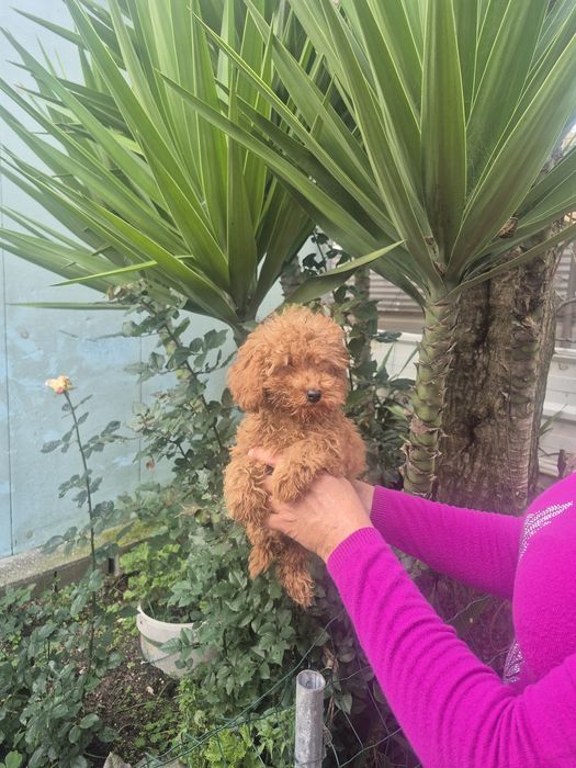 Caniche toy Red braun