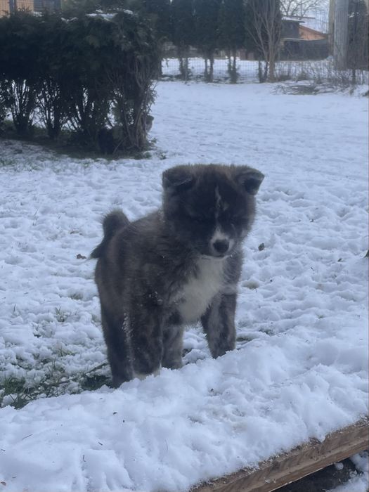 Akita Inu Akita japonska suczka szczenie FCI/ZKwP