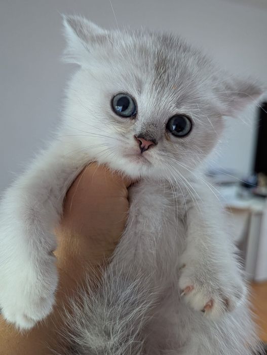 Шиншиллы страйтики  породистые  шотландские котята