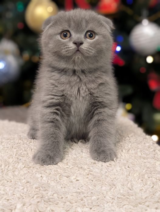 Шотландський хлопчик Ксандер