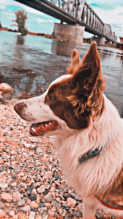 Border Collie szczeniak czekoladowy do ODBIORU! UNIKAT!