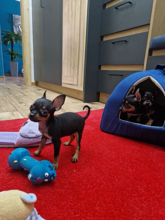 Kochana kieszonkowa maleńka  suczka pinczerek