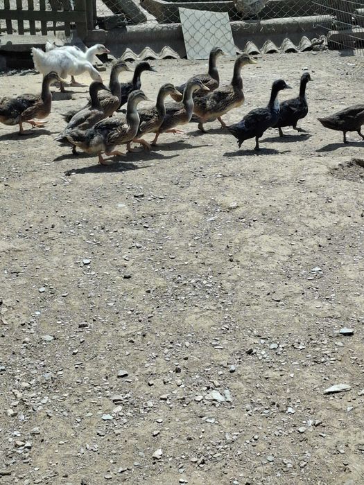 Pavoes patos galinhas garnizas  perus