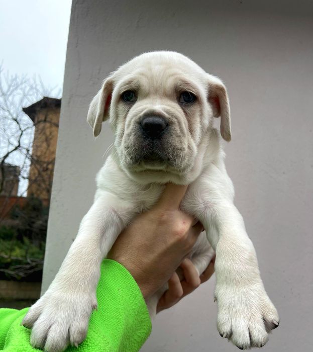 Цуценята Кане Корсо