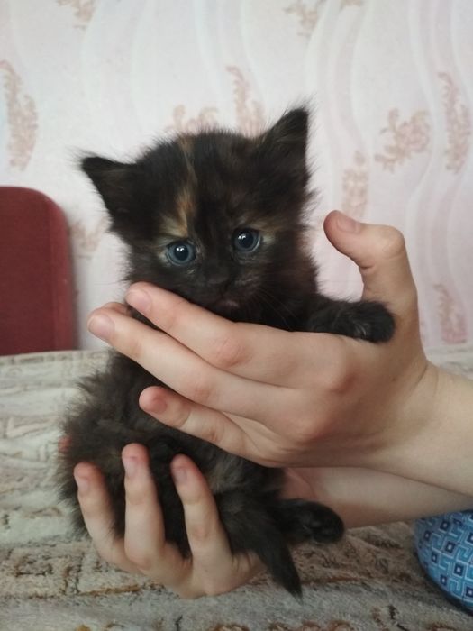 Кошенятко дівчинка