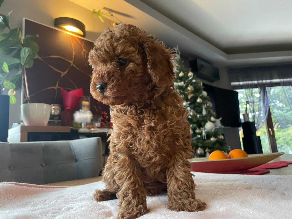 Pudel miniaturowy red