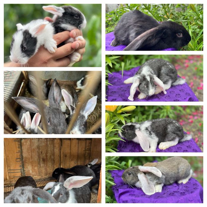 Кролі на розведення