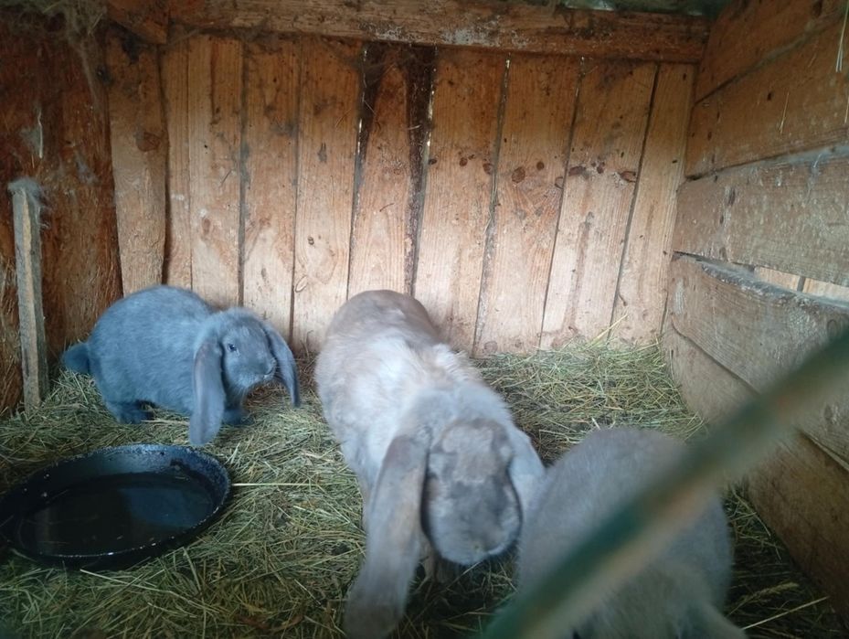 Króliki barany francuskie