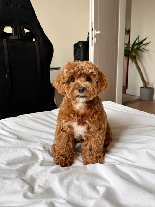 Чистокровний Мальтипу тедді. Ред Браун Мальтипу ф1 Мальтипу ф2